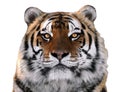 Tiger`s face close up isolated at white looking at camera Royalty Free Stock Photo