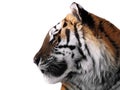 Tiger`s face close up isolated at white profile Royalty Free Stock Photo