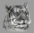 Tiger`s head. Pencil drawing illustration on gray background. Detailed animal drawing