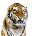 Tiger's Snarling Royalty Free Stock Photo