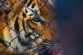 a tiger with a sad look is behind a chain link fence Royalty Free Stock Photo