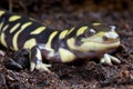 Tiger salamander