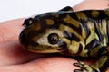 Tiger Salamander Royalty Free Stock Photo