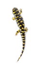 Tiger Salamander