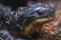 Tiger salamander - Ambystoma tigrinum Royalty Free Stock Photo