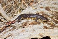 Tiger Salamander (Ambystoma tigrinum) Royalty Free Stock Photo
