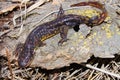 Tiger Salamander Ambystoma tigrinum Royalty Free Stock Photo