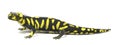 Tiger salamander