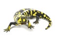 Tiger salamander Royalty Free Stock Photo