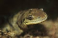 Tiger salamander Royalty Free Stock Photo