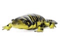 Tiger Salamander Royalty Free Stock Photo