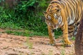 A tiger in the deep forest Royalty Free Stock Photo