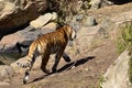 Tiger on the savannah wanders