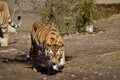 Tiger on the savannah wanders