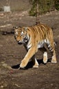 Tiger on the savannah wanders