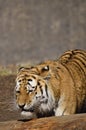 Tiger on the savannah wanders