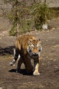 Tiger on the savannah wanders