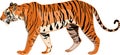 Tiger Series _ Bengal tiger Royalty Free Stock Photo