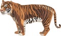 Tiger Series _ Sumatran Tiger