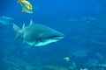 Tiger Shark Royalty Free Stock Photo