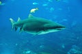 Tiger shark Royalty Free Stock Photo
