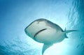 Tiger Shark from Above Royalty Free Stock Photo
