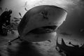 Tiger shark Bahamas Royalty Free Stock Photo