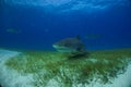 Tiger shark Bahamas Royalty Free Stock Photo