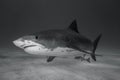 Tiger shark Bahamas Royalty Free Stock Photo