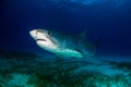 Tiger shark Bahamas Royalty Free Stock Photo