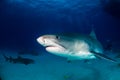 Tiger shark Bahamas Royalty Free Stock Photo