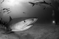 Tiger shark Bahamas Royalty Free Stock Photo