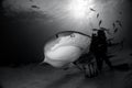 Tiger shark Bahamas