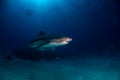 Tiger shark Bahamas Royalty Free Stock Photo