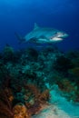 Tiger shark Bahamas Royalty Free Stock Photo