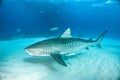 Tiger shark at the Bahamas