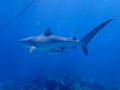 Tiger shark, bahamas. Underwater photography Royalty Free Stock Photo