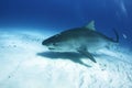 Tiger Shark Royalty Free Stock Photo