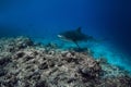 Tiger shark in blue ocean. Shark with sharp teeth. Diving with dangerous tiger sharks Royalty Free Stock Photo