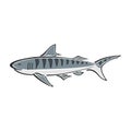 Tiger shark character abstract ink hand drawn vector logo cartoon. Simplified color illustration. Ocean blue. Sea animal Royalty Free Stock Photo