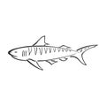 Tiger shark character abstract ink hand drawn vector logo cartoon. Simplified retro illustration. Ocean blue. Sea animal Royalty Free Stock Photo