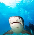 Tiger shark. Royalty Free Stock Photo