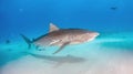 Tiger shark with a closed eye at Tigerbeach, Bahamas