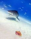 Tiger Shark Cruises Over a Conch Shell in the Bahamas Royalty Free Stock Photo