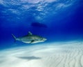 A Tiger Shark Cruises in the Shallow Water While Under a Dive Boat in the Bahamas Royalty Free Stock Photo