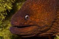 Close up of a California Moray Eel