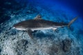 Tiger shark on deep in clear blue ocean. Diving with dangerous tiger sharks Royalty Free Stock Photo