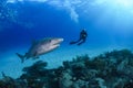 Tiger Shark and Diver in Bahamas Royalty Free Stock Photo