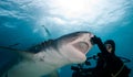 Tiger shark and diver. Royalty Free Stock Photo