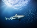 Tiger Shark Encounter: Beauty and Danger in Harmony